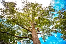 Best Hazardous Tree Removal  in Emory, TX